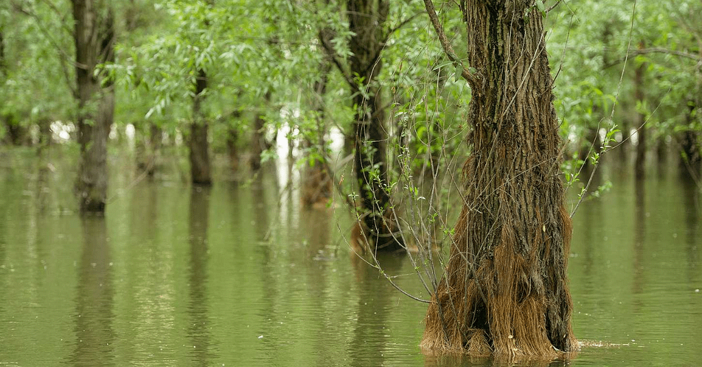 Excursie cu barca pe Dunăre la Insula Mică a Brăilei